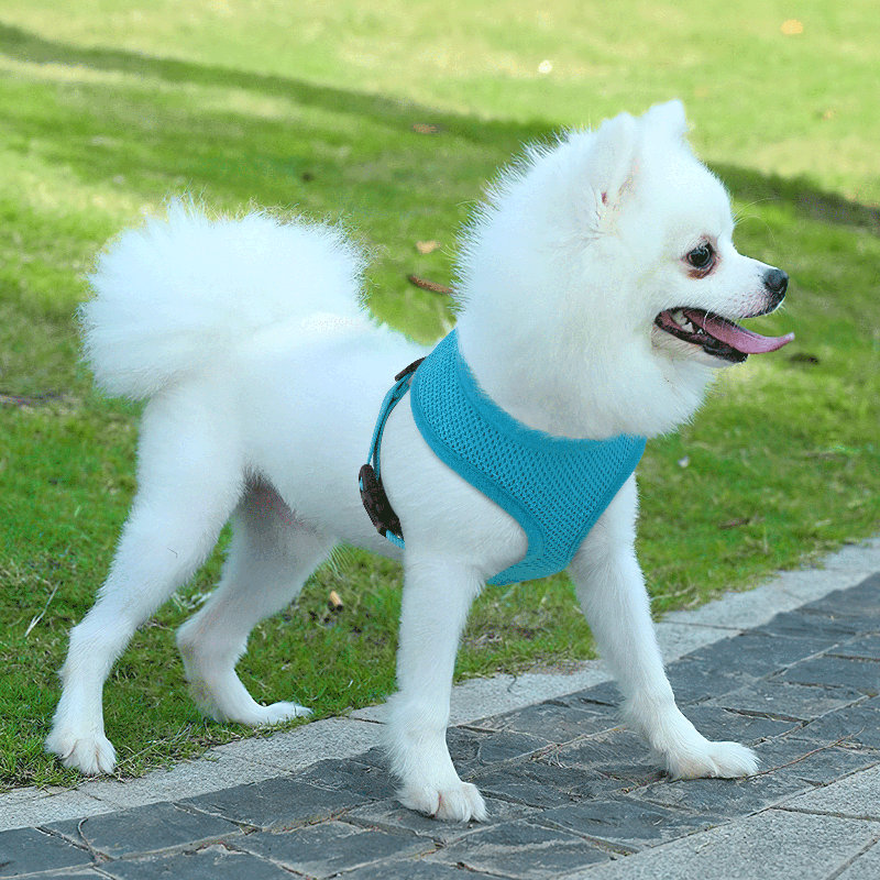 Harnais pour chien en maille, harnais anti-traction ajustable et rembourré avec anneau en D et boucle pour chiens, Bleu ciel