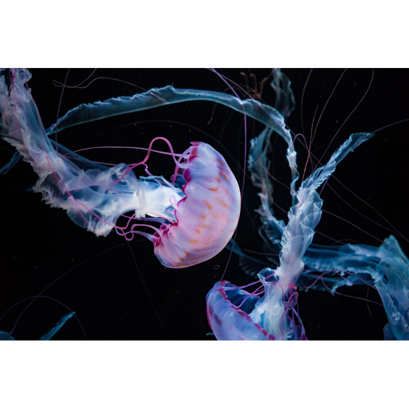 Colorful Jellyfish - Photographie sur toile tendue, H 8 po x l 12 po