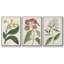 Ensemble de 3 pièces encadrées sur toile Antique Botanical Collection VI-97760382-97760385