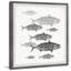 «Freshwater Fish», reproduction encadrée-1782010862