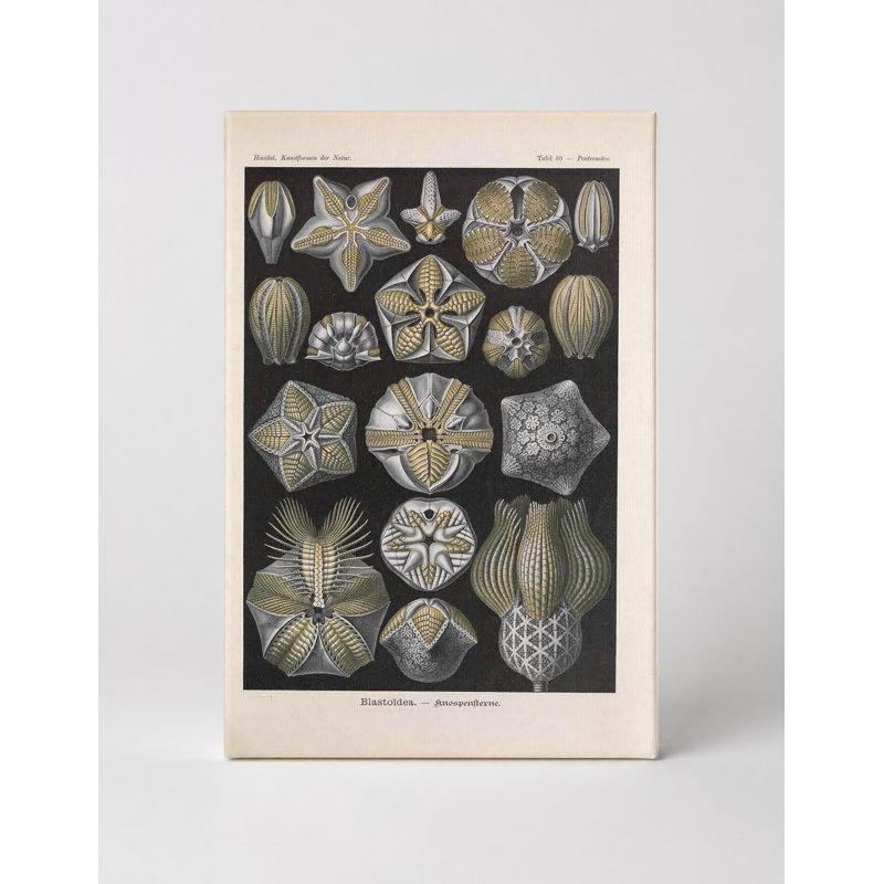 Art mural, "Tafel 80" par Blastoidea (1904), 30" W x 20" H
