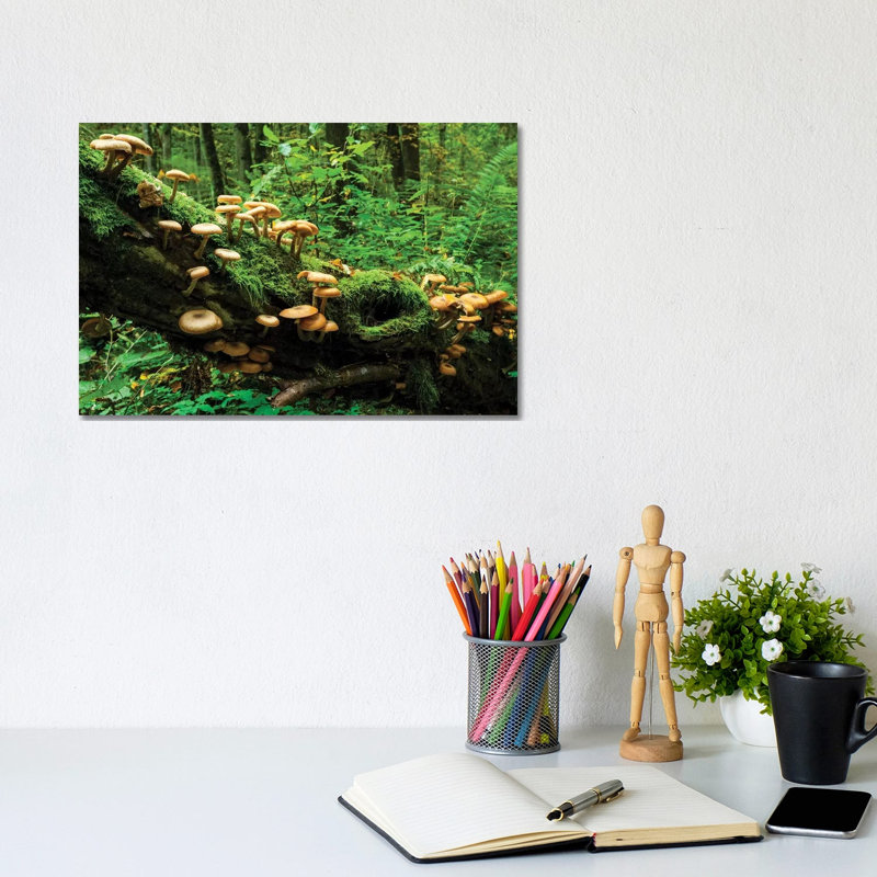Bialowieza Forest, Mushrooms, Poland by Mikolaj Gospodarek - Wrapped Canvas Print, 20.32 cm H x 30.48 cm W
