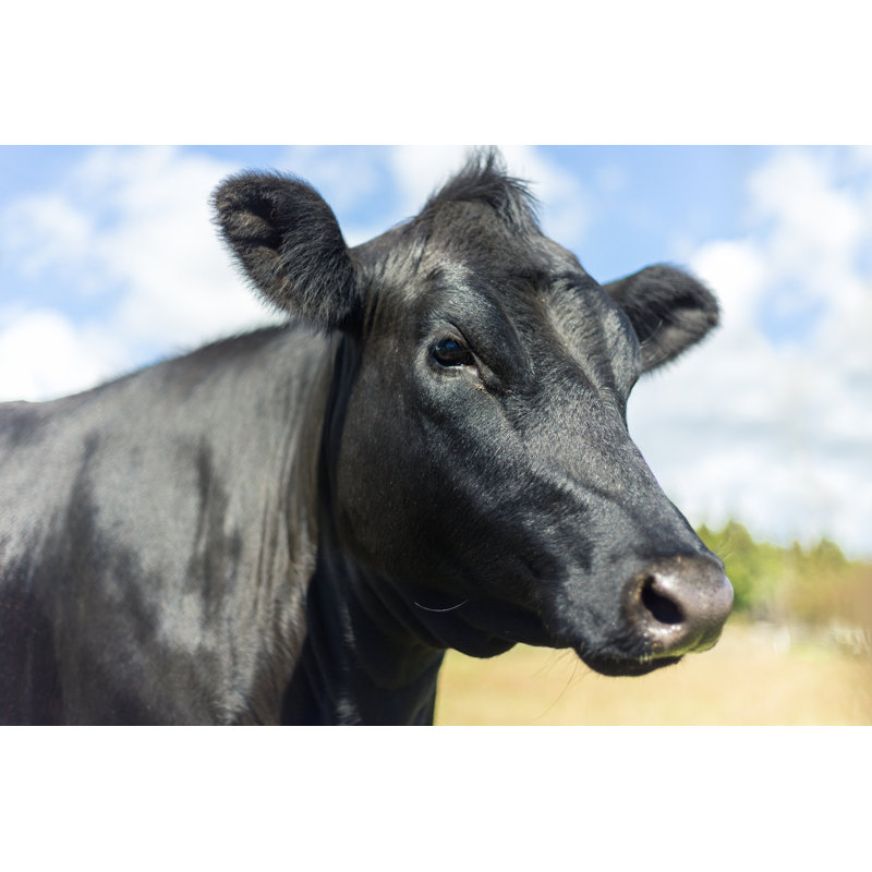 Angus Cow by NCHANT - No Frame Print on Canvas, 20cm H x 30cm W