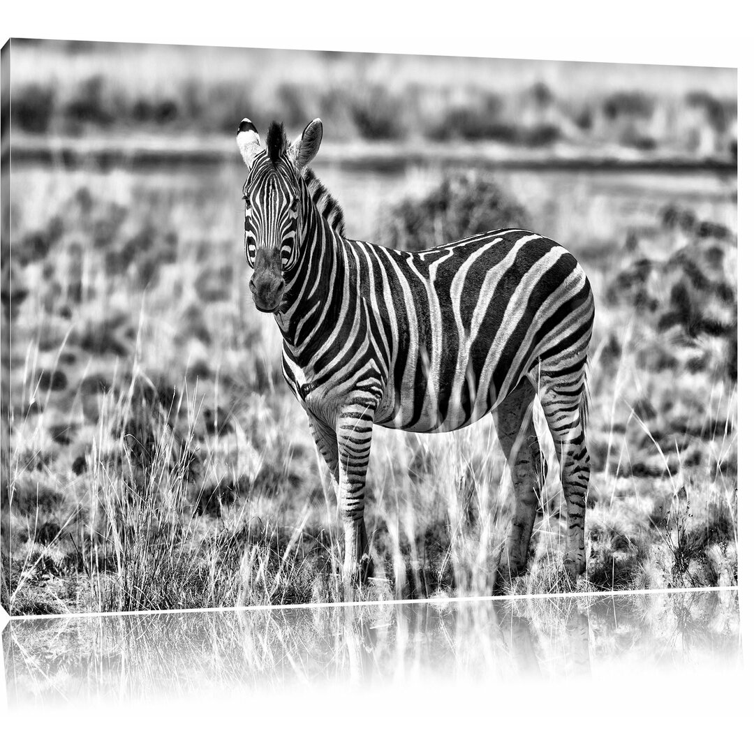 Leinwandbild Zebra im Wildgras in Monochrom