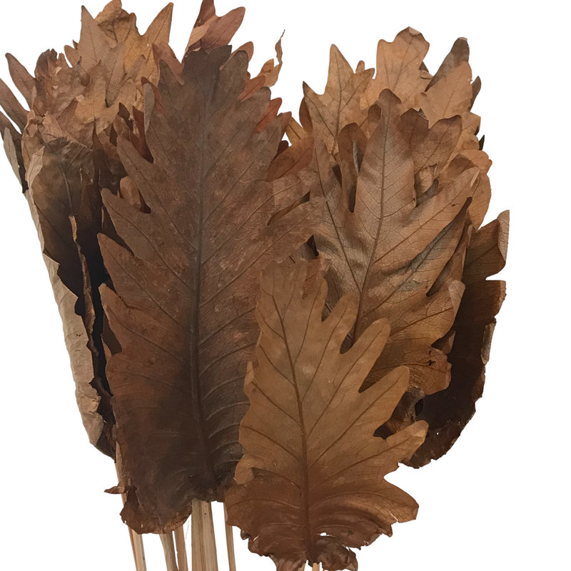 Tige de feuille de fougère Fratessa