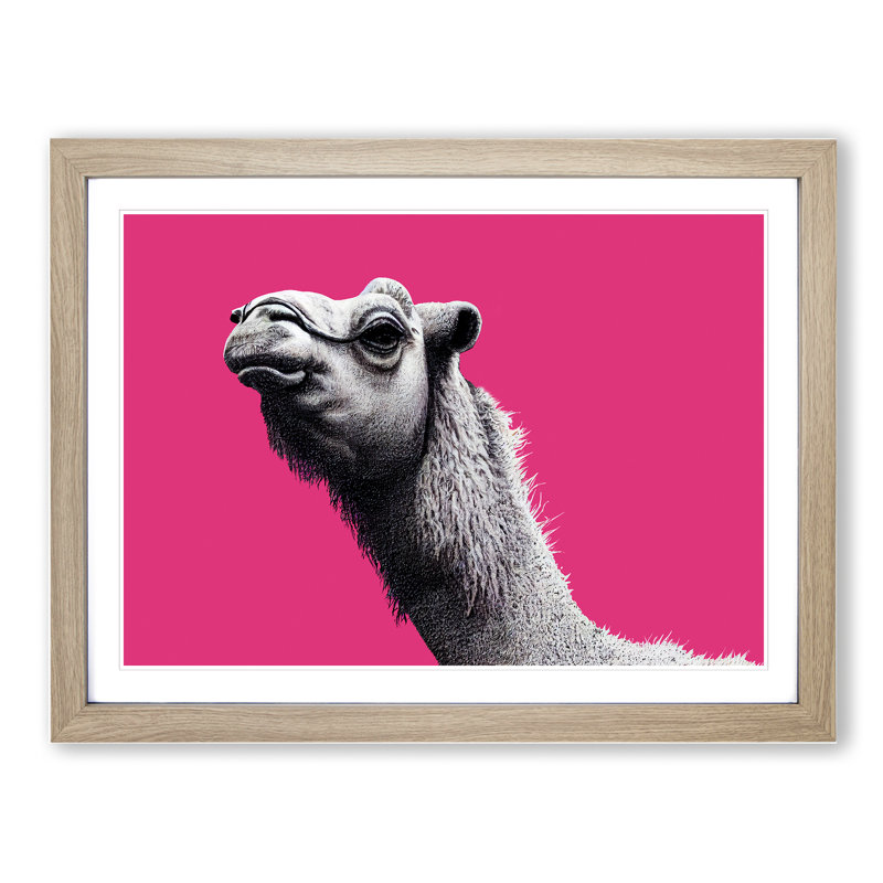 Legendary Camel - Single Picture Frame Print, 25cm H x 34cm W x 2cm D, Oak Framed