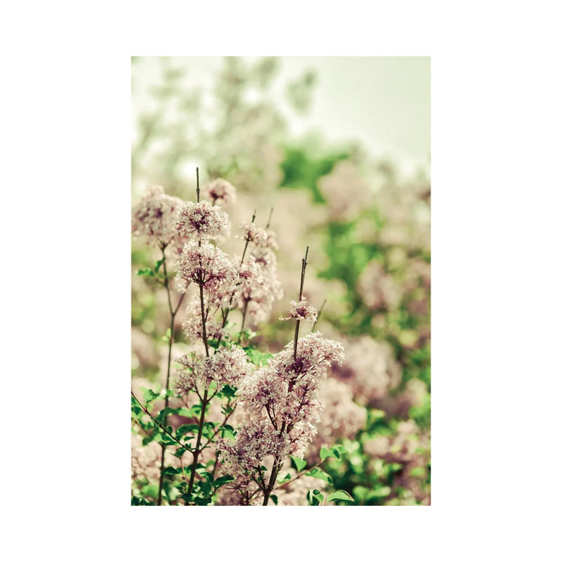 Hush My Love Lavender by Olivia Joy StClaire - Wrapped Canvas Print, 66.04 cm H x 45.72 cm W x 1.91 cm D