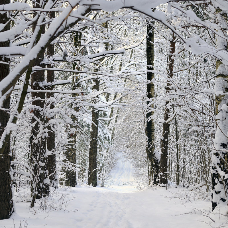 Winter in Forest - Photographie sur toile tendue, H 30 po x l 30 po