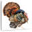 Brampt Turkey-109203202