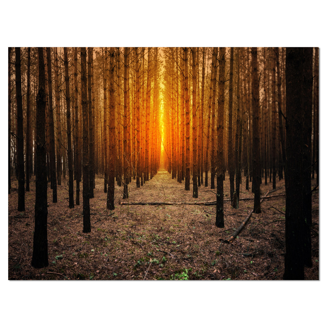 " Halloween-Themed Spooky Dark Forest " Design Art 