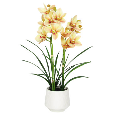 Orchids Arrangement in Pot