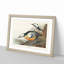 Western Ducks by John James Audubon - Framed Print-55641966-55641961