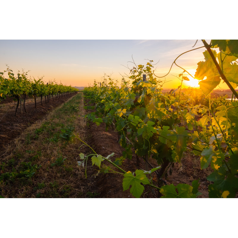 Hunter Valley Vineyard by Sean Barlow Photography - Wrapped Canvas Print, 30cm H x 46cm W
