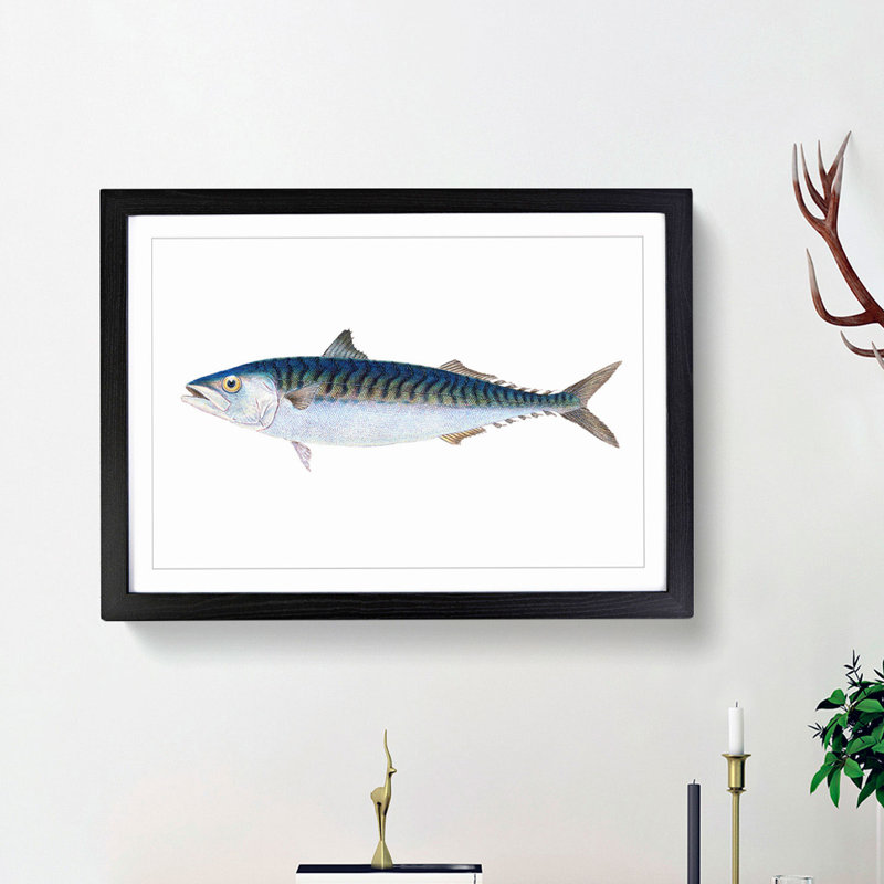 Mackerel Fish by Edward Donovan - Framed Print, 36cm H x 48cm W x 2cm D, Black Framed