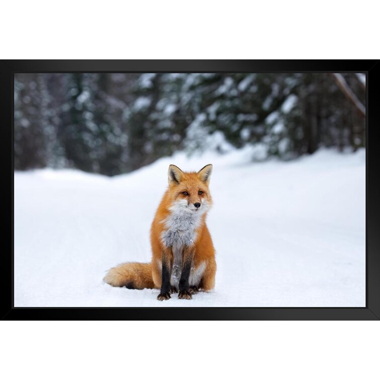 Loon Peak® Red Fox In Snow Photo Snow Pictures For Wall Fox Poster Fox  Pictures For Wall Decor Cool Fox Wall Fox Animal Decor Wildlife Fox Snow  Framed On Paper Print