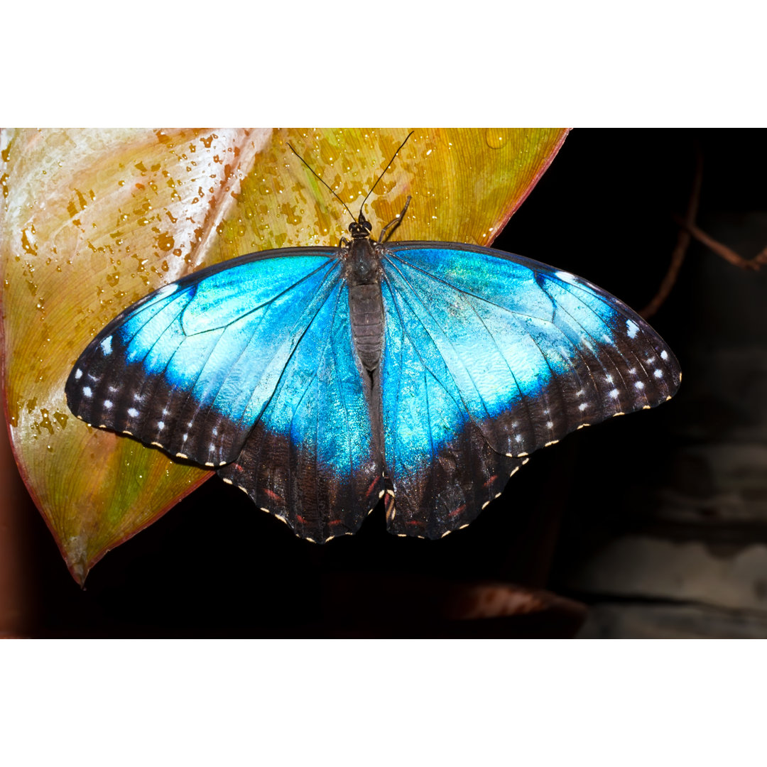 Schmetterling - Fotografie auf Leinwand