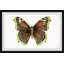 Taches bleu vif - reproduction de cadre photo-289316479