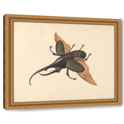 Hercules Beetle (ca. 1758)