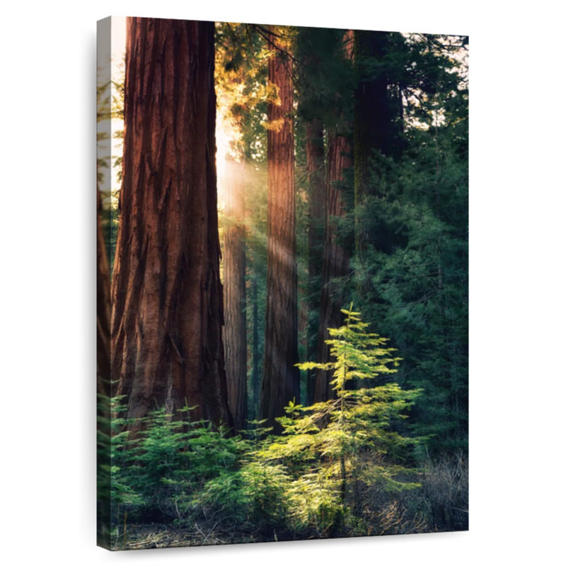 Arbres du parc national Harnek Yosemite, H 45 po x l 30 po