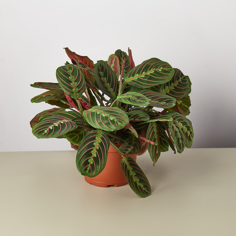House Plant Shop Live Foliage Plant Low Maintenance Plant Rattan