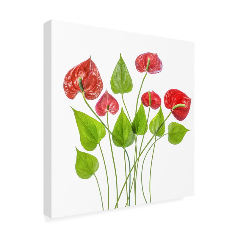 Mandy Disher Anthurium, art sur toile, H 14 po x l 14 po