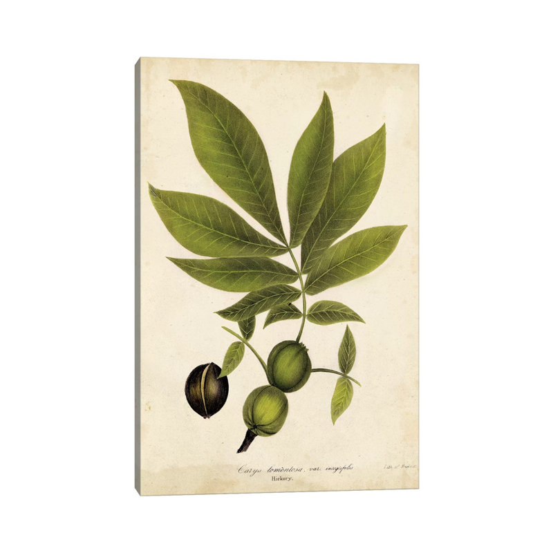 Hickory Tree Foliage 1 Piece Wrapped Canvas Wall Art, 20.32 cm H x 30.48 cm W