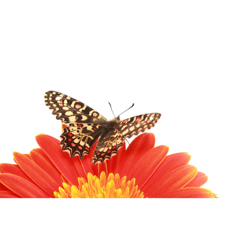 Papillon sur un gerbera orange par Arlindo71, H 8 po x l 12 po