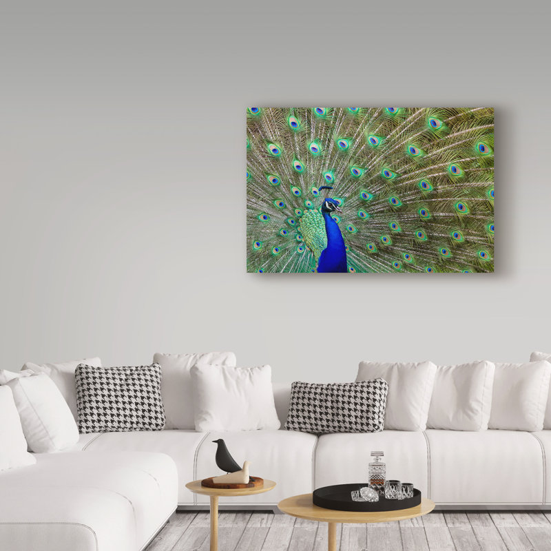 «Peacock Proud» de Fillmer, reproduction de photo sur toile tendue, H 12 po x l 19 po x P 2 po