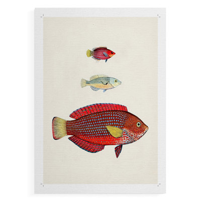 Poisson tropical coloré II - impression sur toile seulement - non encadrée