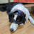 Magnetic and Replaceable Dog Walk