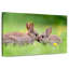 Brampt embrassant des lapins-108912267