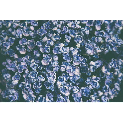 Gros plan lilas