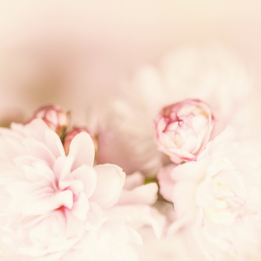 Delicate Pink Blossoms von CatLane - Kunstdrucke