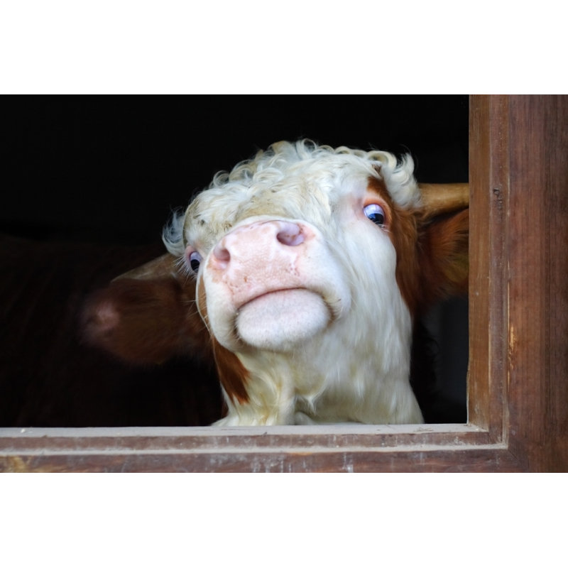 Portrait d'une vache par Pampalini, photographie sur toile tendue, H 24 po x l 36 po