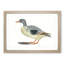 Duck by Johan Teyler - Framed Print-55620987-55620989