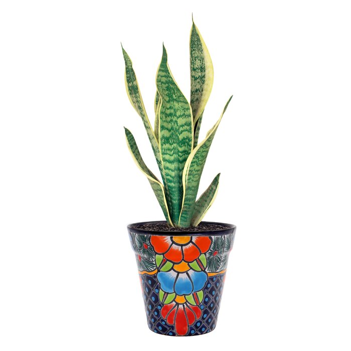 Tierra Firme Talavera Ceramic Pot Planter & Reviews | Wayfair