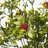 17" Artificial Pea Leaf Spray-228318959