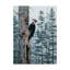 «Piliated Woodpeckers» par Fazulla, impression sur toile tendue-27491948