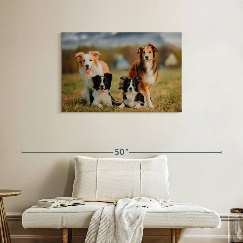 Chien border Collie, H 24 po x l 36 po
