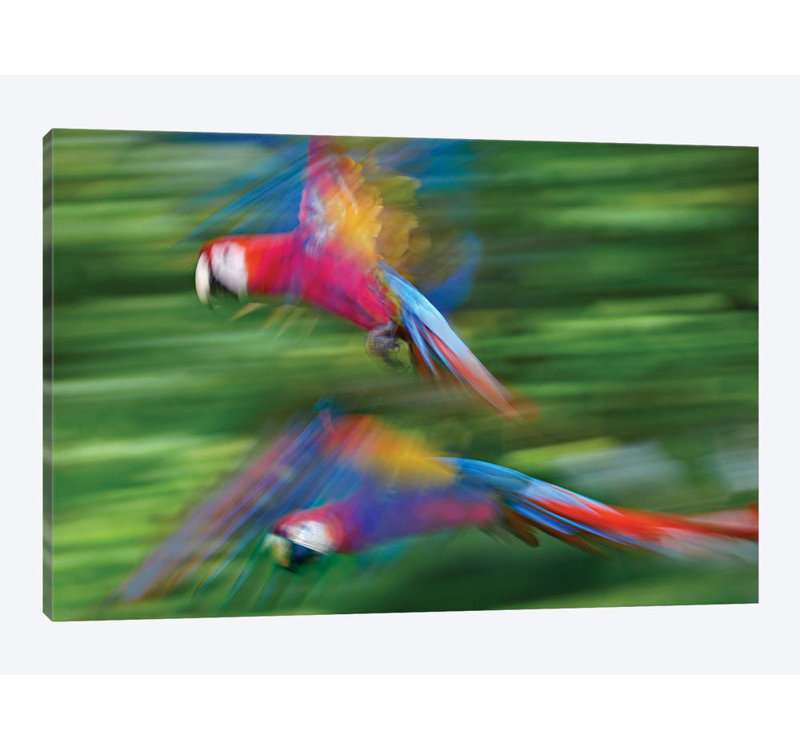 « écarlate ara pair flying, costa rica », reproduction de photo sur toile, H 18 po x l 26 po x P 1,5 po