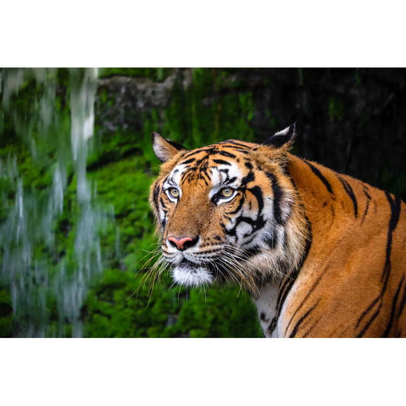 Beautiful Bengal Tiger - Wrapped Canvas Print, 20cm H x 30cm W x 3.8cm D
