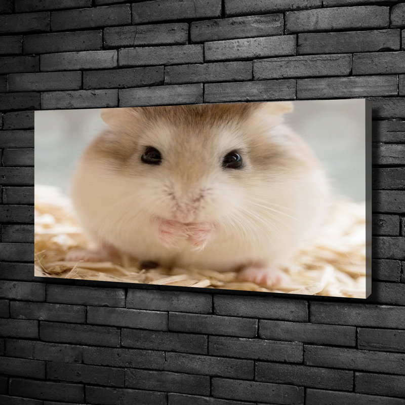 Hamster - No Frame Print on Canvas