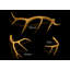 Gold Antler Medium