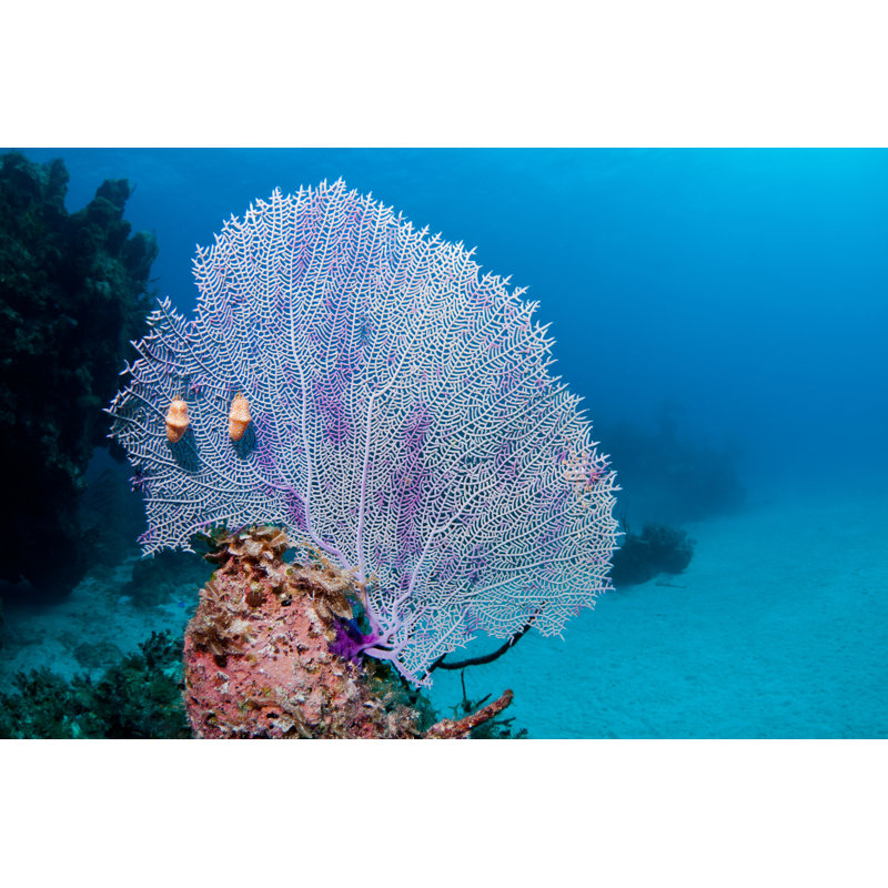 Bybee Fan Coral by DJMattaar - Wrapped Canvas Print, 20cm H x 30cm W x 3.8cm D