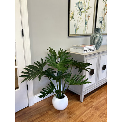 Usine de Philodendron Weatherhill Elspeth