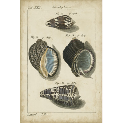 Vintage Shell Study III (U) by Martini - Wrapped Canvas Print
