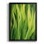 Blades of Grass II - peinture à cadre unique-1661991475-1661991477