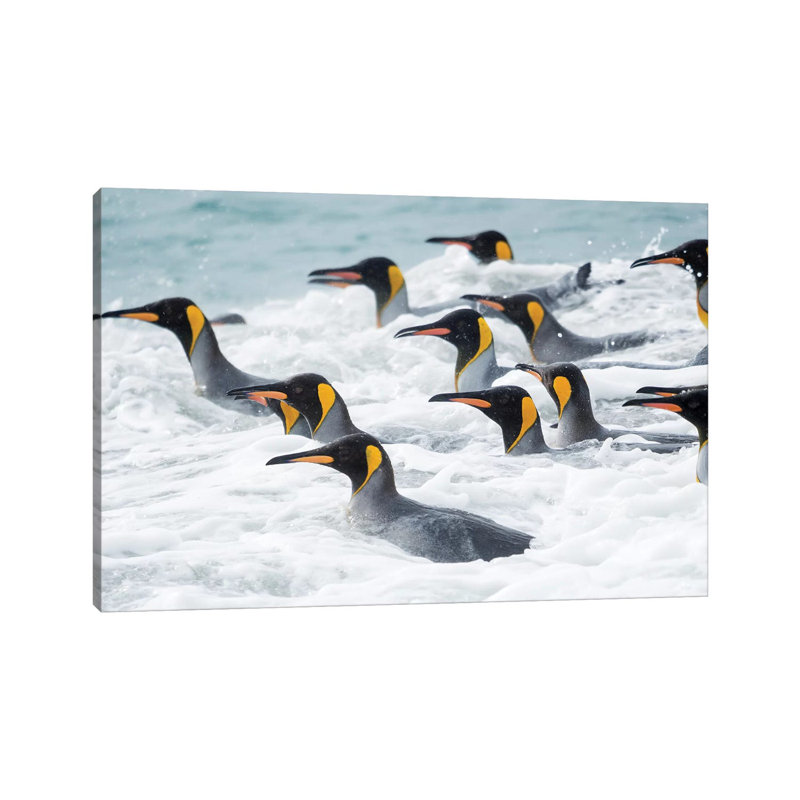 King Penguin Rookery on Salisbury Plain in the Bay of Isles. South Georgia Island 1 Piece Wrapped Canvas Wall Art