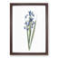 Blue Iris Flowers by Pierre-Joseph Redoute - Picture Frame Art Print-55545363-55545364