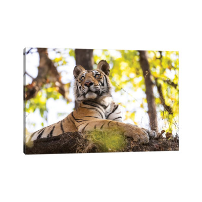 India, Madhya Pradesh, Bandhavgarh National Park. A Young Bengal Tiger Watching From Its Perch High Up on a Rock. 1 Piece Wrapped Canvas Wall Art